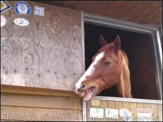 Que fait un cheval lorsqu'il s'ennuie au box ?