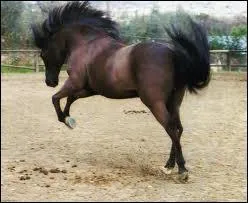 Est-ce que l'impulsion du cheval ou poney vient de son avant-main ?