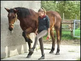 Comment faites-vous pour reculer votre monture en main ?