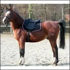 Que faut-il vérifier pour s'assurer que son cheval ou poney est bien sellé ?