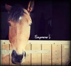 Quand je selle un cheval au box par quoi dois-je commencer ?