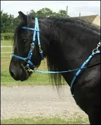 Quel est l'autre nom du filet ?