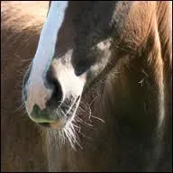 Comment s'appelle les longs poils sensitifs des lèvres et des arcades orbitaires ?