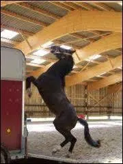 Que faites-vous si votre cheval tire au renard ?