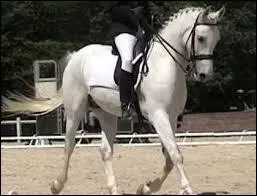 Le CCE comporte-t-il du dressage ?