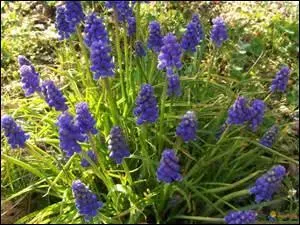 Le muscari est une plante à bulbe.