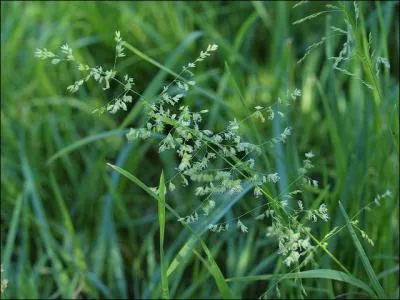 Le pâturin est une plante à gazon.
