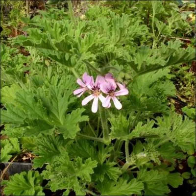 Le géranium est une plante à essence.