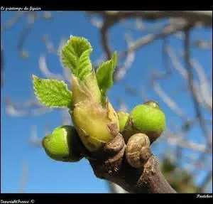 On utilise les bourgeons de figuier à des fins thérapeutiques.