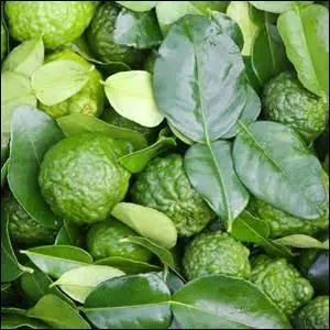 Le combava fait partie des agrumes, et c'est à la fois le nom de l'arbre et du fruit.