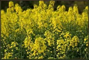 La navette est une plante oléagineuse.