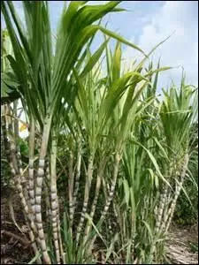 La canne à sucre n'est pas une plante saccharifère.
