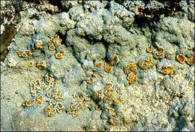 Comme son nom l'indique l'orseille est une plante tinctoriale donnant la couleur jaune.