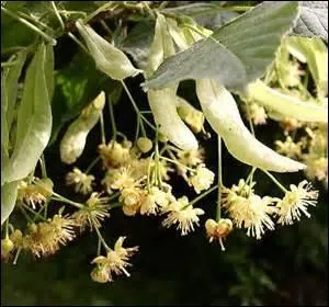 Le tilleul n'est pas un arbre à fleurs mellifères.