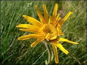 Avec l'arnica des montagnes on fait des macérations huileuses.