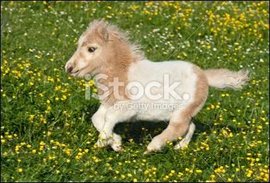 Quelle est la race de ce cheval ?