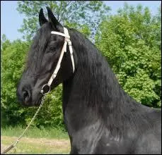 Quelle est la race de ce cheval ?