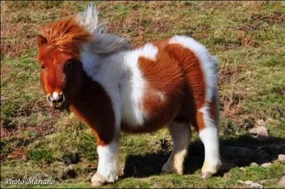 Quelle est la race de ce poney ?