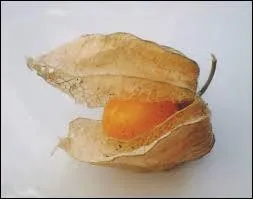 Un facile pour terminer. Voici un physalis qui est...