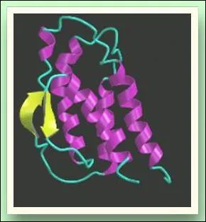 Qu'est-ce qu'une interleukine?