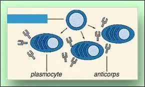 De quelle cellule prsente dans la figure origine les plasmocytes et les anticorps?