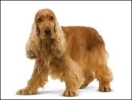 Quel est ce chien roux ?