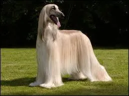 Quel est ce chien blanc ?