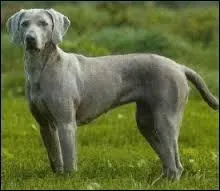 Quel est ce chien gris ?