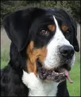 Quel est ce chien noir, blanc et feu ?