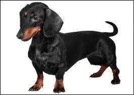 Quel est ce chien long, noir et feu ?