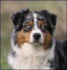 Quel est ce chien bleu merle ?