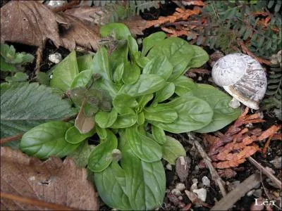 Tout le monde connaît cette salade, mais comment écrit-on son nom ?
