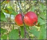 Quel est ce pommier servant de porte-greffe ?