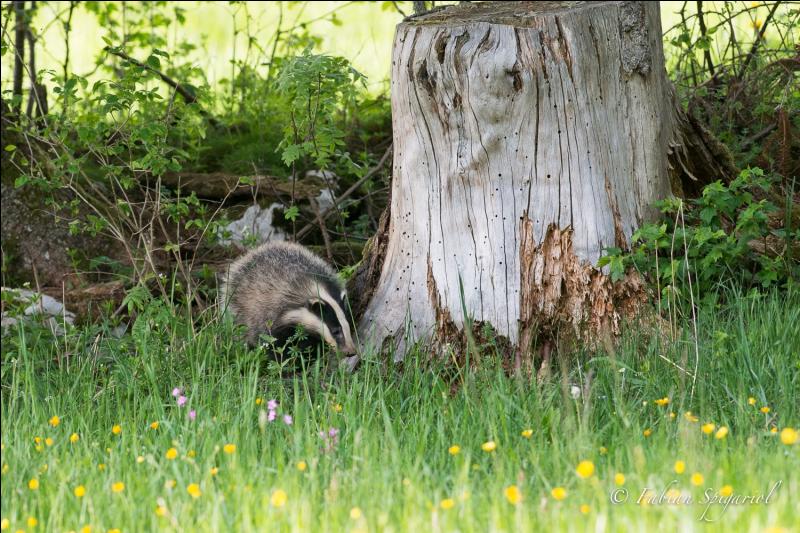 quel animal habite dans un gite