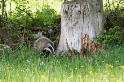 Où vit cet animal ?