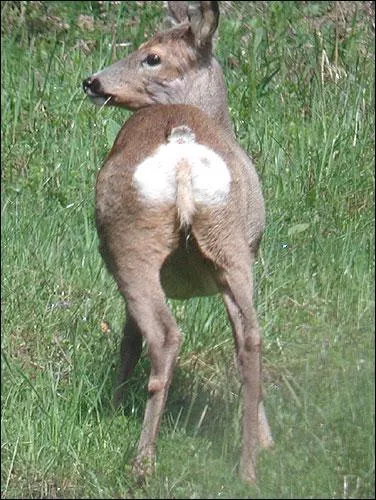 A qui appartient ce derrière ?