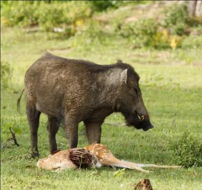 O se lave le sanglier ?