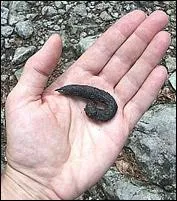 A qui appartiennent ces excréments ?