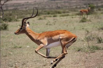 Qui sont les prédateurs de l'antilope ?
