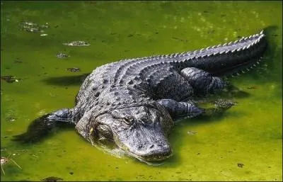 Quelle est la durée de vie d'un alligator ?