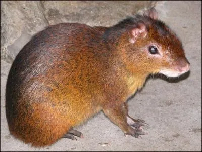 Comment s'appelle ce mammifère ?