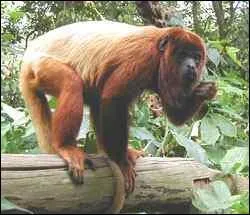 Ce singe est un singe hurleur, mais il peut aussi être appelé...