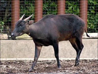 Cet animal est un anoa ; de quelle famille fait-il partie ?