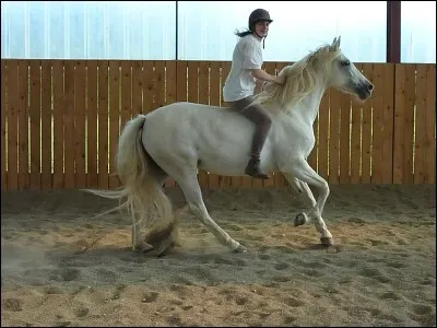 Comment appelle-t-on la monte sans la selle ?