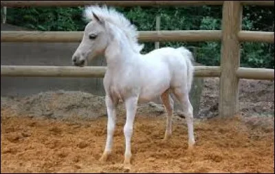 Comment appelle-t-on le bébé cheval ou poney femelle ?