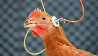 Mais peut être le fils avait-il oublié la devise de cette célèbre automobile transalpine où une poule entubée de partout aurait pu lui dire : Quand on a un cerveau, on a ...