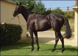 À quelle race appartient-il ?