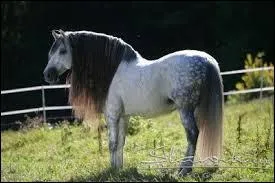 De quelle race est ce cheval ?
