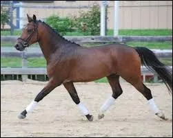 Quelle est la race de ce poney ?