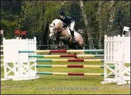 Ce poney gallois a des origines arabes :